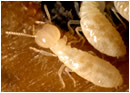 termites