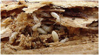 termite damage