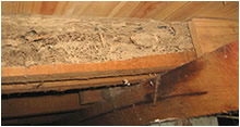 termite damage