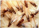 termite swarm